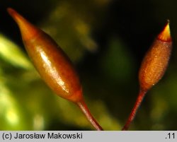 Isothecium alopecuroides (myszeniec baźkowiec)