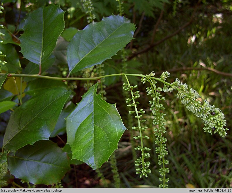 Itea ilicifolia (itea ostrokrzewolistna)