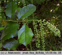 Itea ilicifolia (itea ostrokrzewolistna)