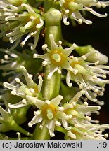 Itea ilicifolia (itea ostrokrzewolistna)