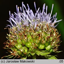 Jasione montana (jasieniec piaskowy)