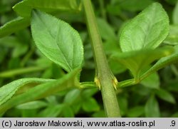 Jasminum nudiflorum (jaśmin nagokwiatowy)