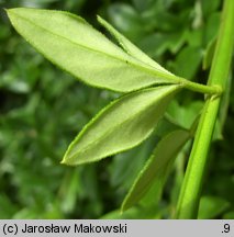 Jasminum nudiflorum (jaśmin nagokwiatowy)