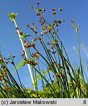 Juncus articulatus