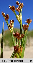 Juncus articulatus