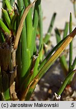 Juncus articulatus