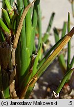 Juncus articulatus