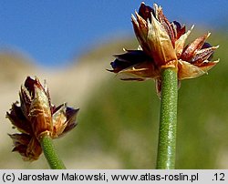 Juncus articulatus