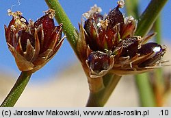 Juncus articulatus