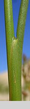 Juncus articulatus