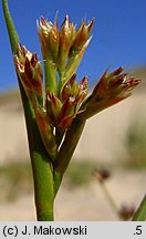 Juncus articulatus