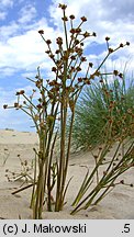 Juncus articulatus