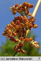 Juncus effusus