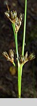 Juncus squarrosus