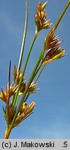 Juncus tenuis (sit chudy)