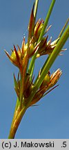 Juncus tenuis (sit chudy)