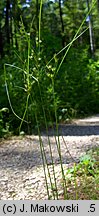 Juncus tenuis (sit chudy)