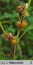 Juncus tenuis (sit chudy)