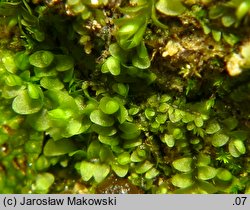 Jungermannia atrovirens (meszek ciemnozielony)