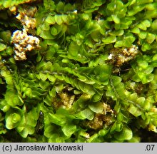 Jungermannia atrovirens (meszek ciemnozielony)