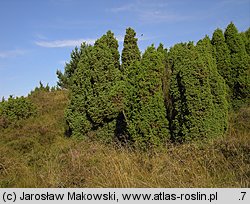 Juniperus communis (jałowiec pospolity)