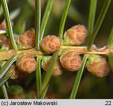 Juniperus communis ssp. communis