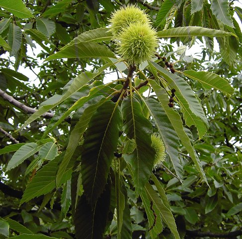 Castanea sativa