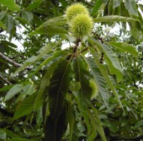 Castanea sativa