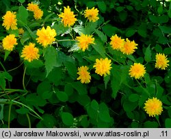 Kerria japonica (złotlin japoński)