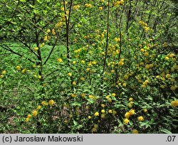 Kerria japonica (złotlin japoński)