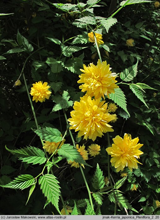 Kerria japonica (złotlin japoński)