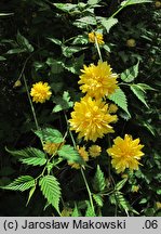 Kerria japonica (złotlin japoński)