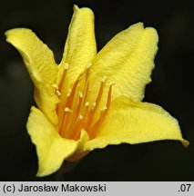 Kirengeshoma palmata (kirengeszoma dłoniasta)