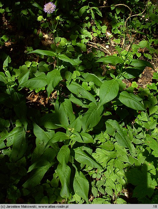 Knautia dipsacifolia (świerzbnica leśna)