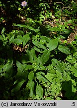 Knautia dipsacifolia (świerzbnica leśna)