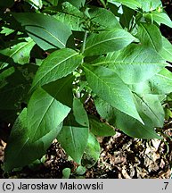 Knautia dipsacifolia (świerzbnica leśna)