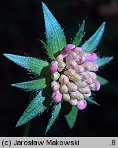 Knautia dipsacifolia (świerzbnica leśna)