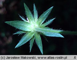 Knautia dipsacifolia (świerzbnica leśna)