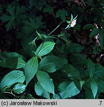 Knautia dipsacifolia (świerzbnica leśna)