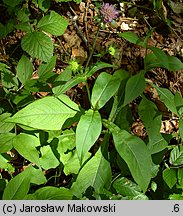 Knautia dipsacifolia (świerzbnica leśna)