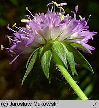 Knautia dipsacifolia (świerzbnica leśna)