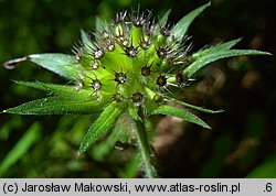 Knautia dipsacifolia (świerzbnica leśna)