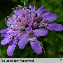 Knautia dipsacifolia (świerzbnica leśna)