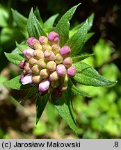 Knautia dipsacifolia (świerzbnica leśna)