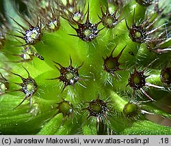 Knautia dipsacifolia (świerzbnica leśna)