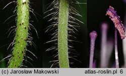 Knautia arvensis (świerzbnica polna)