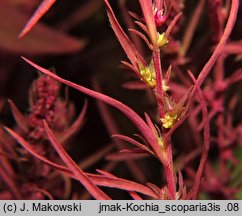 Kochia scoparia (mietelnik żakula)