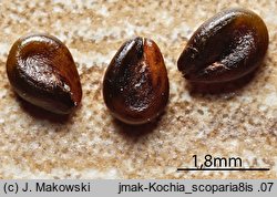 Kochia scoparia (mietelnik żakula)