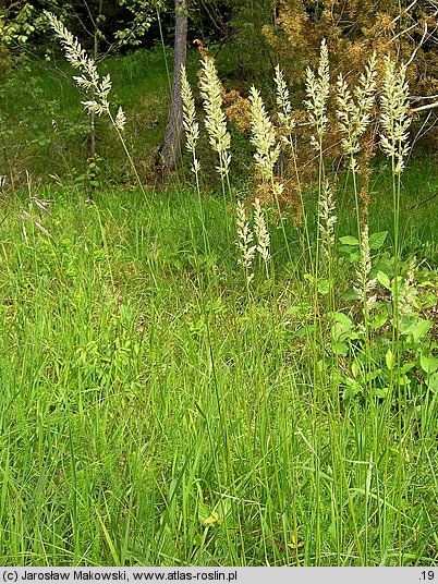 Koeleria pyramidata (strzęplica piramidalna)