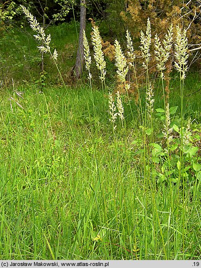 Koeleria pyramidata (strzęplica piramidalna)